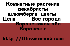 Комнатные растения, декабристы (шлюмберга) цветы › Цена ­ 300 - Все города  »    . Воронежская обл.,Воронеж г.